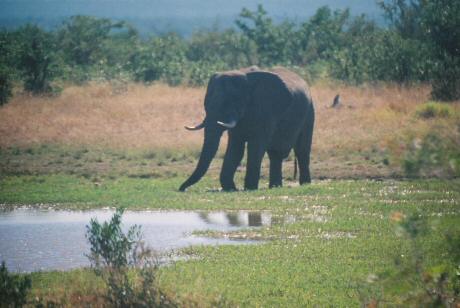 Elephant, posing with the sun behind him