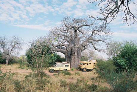 Baobab