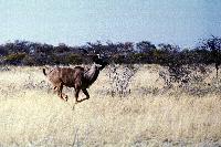 Kudu