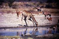 Giraffe at drinking hole