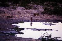 Water hole at sunset