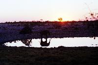 Okakuejo waterhole