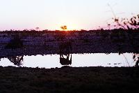Okakuejo waterhole