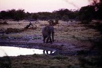 Okakuejo waterhole