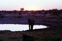 Okakuejo waterhole