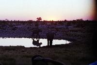 Okakuejo waterhole