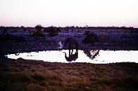 Okakuejo waterhole