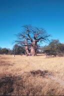 Giant Baobab