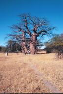 Giant Baobab