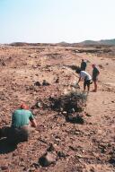 Petrified Forest