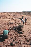 Petrified Forest