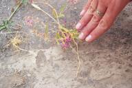 Tiny flowers